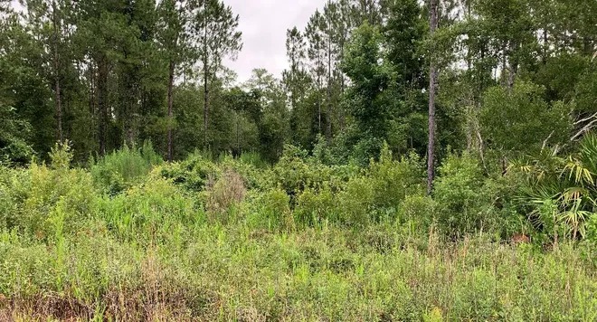 Cash to buffer Camp Blanding from building lets nonprofit buy 157 acres in Putnam County